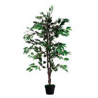 Ficus Paperflow, 120 cm